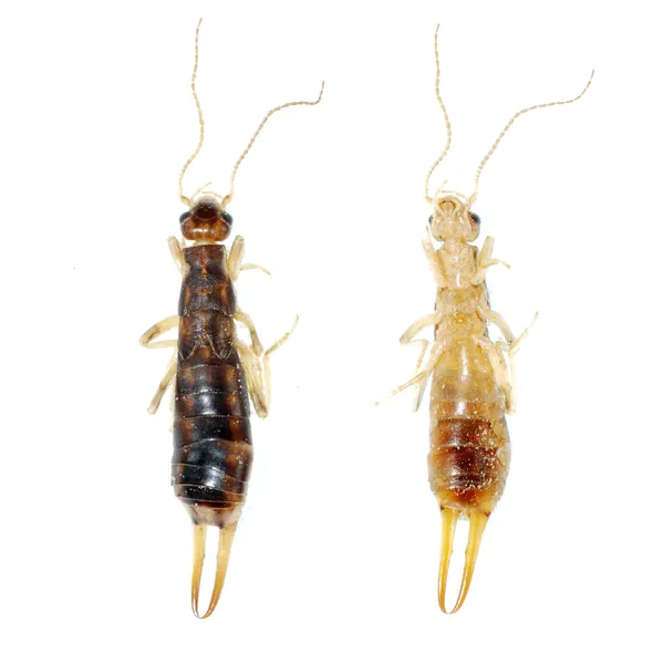 고립 된 곤충 집게 벌레 — 스톡 사진