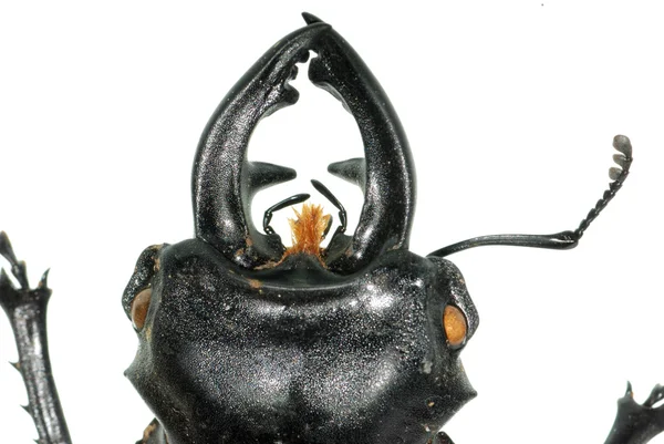 Голова жука-насекомого — стоковое фото