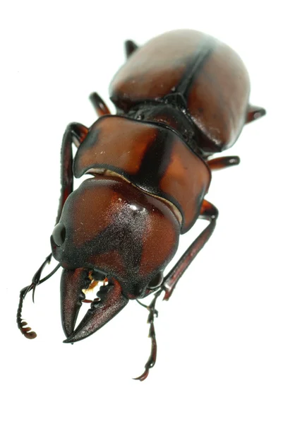 Escarabajo insecto ciervo — Foto de Stock
