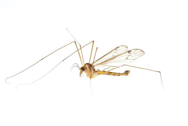 Grulla mosca papá —  Fotos de Stock