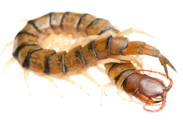 Poison animal centipede — Stock Photo, Image