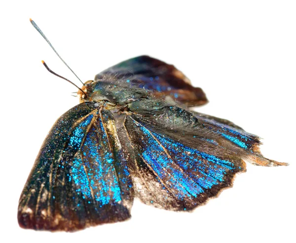 Schmetterling Silberstreifen blau — Stockfoto