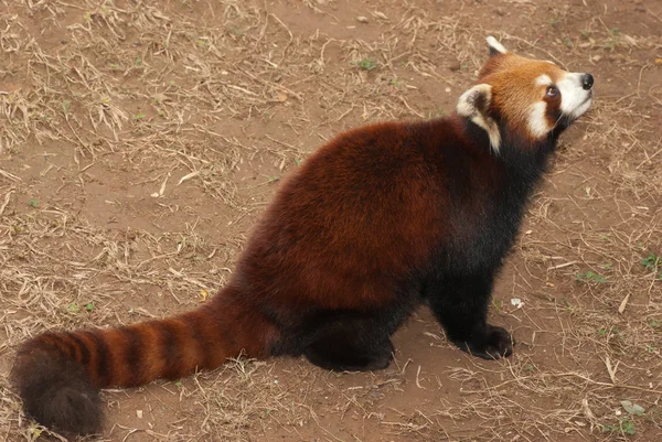 Lesser panda — Stock Photo, Image