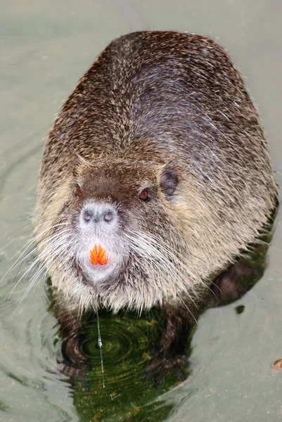 Wild animal nutria rat close up — Stock Photo © panxunbin #17406597