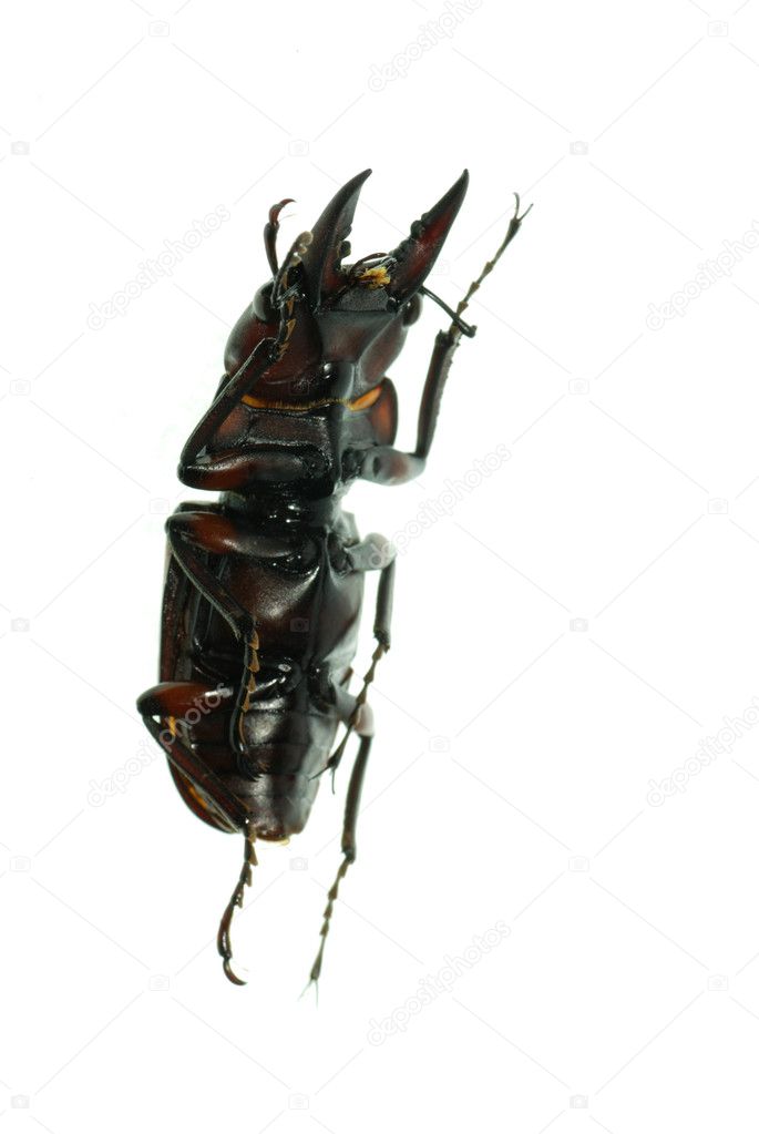 Insect stag beetle