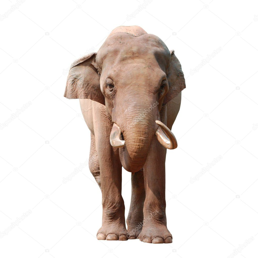 Animal elephant