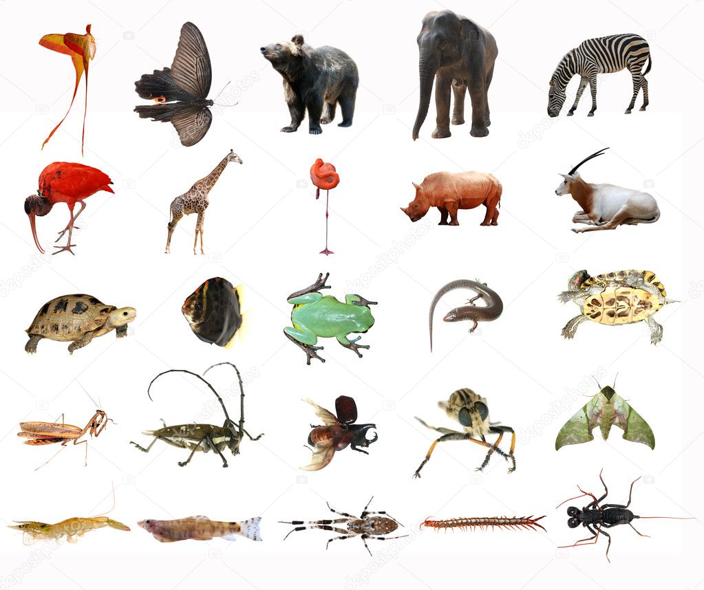 Wild animal collection isolated