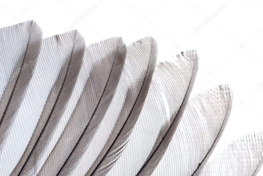 Bird wing feather