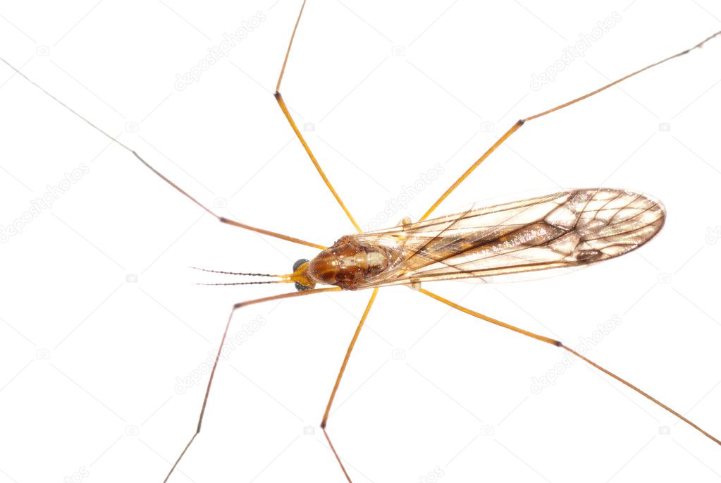 Insect crane fly daddy longlegs
