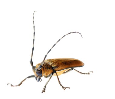 Insec long horn beetle clipart