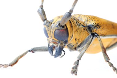 Böcektopya uzun boynuz böceği