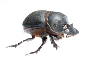 Dung beetle clipart