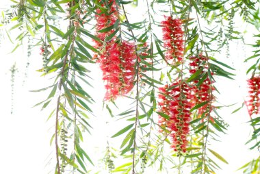 Red bottle brush tree clipart