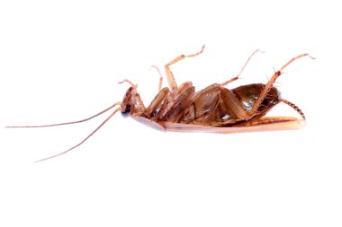 Insect cockroach bug clipart