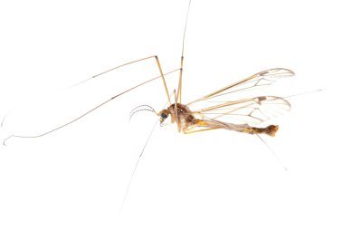 Crane fly daddy clipart