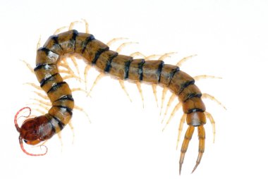 Poison centipede clipart