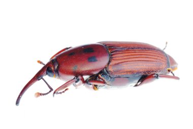Insect weevil snout beetle clipart