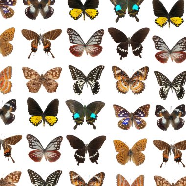 Lepidoptera butterfly clipart