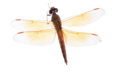 Insect dragonfly clipart