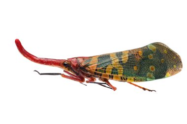 Insect cicada clipart