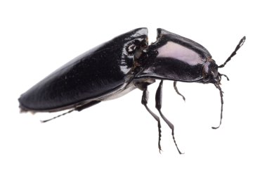 Click beetle insect clipart
