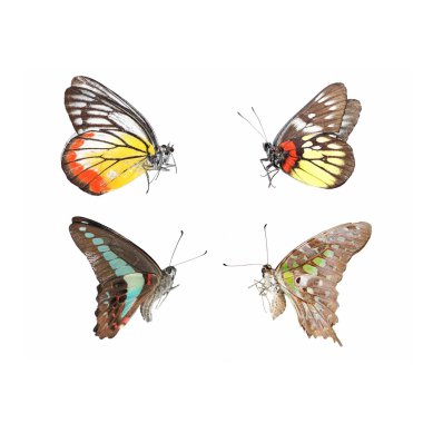 izole butterflys