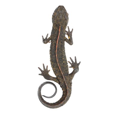 Animal salamander clipart