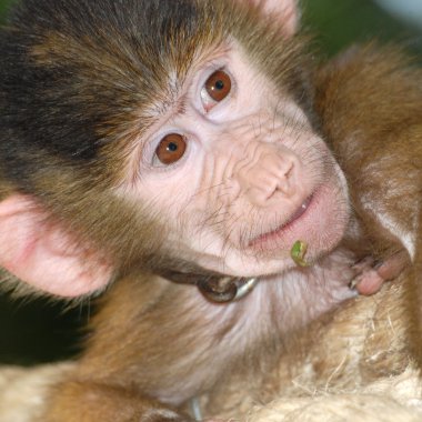Animal monkey clipart