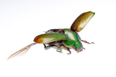 Flying insect scarab beetle clipart