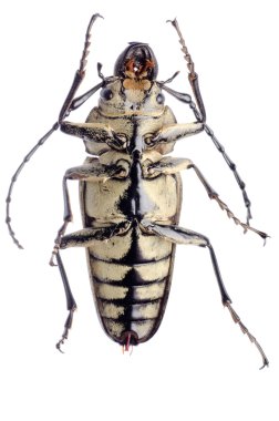 trictenotomidae böceği