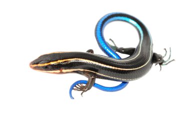 Skink clipart