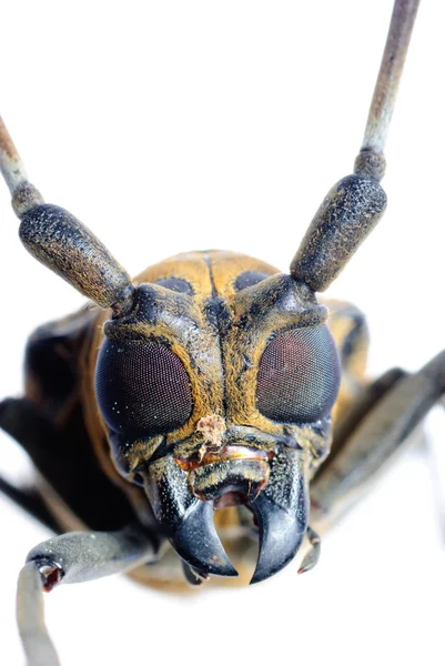 Böcektopya uzun boynuz böceği — Stok fotoğraf