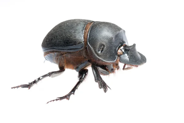 Гнойовий жук — стокове фото