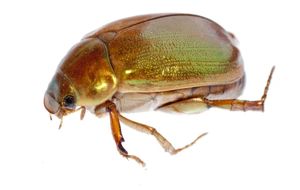 Insect scarab beetle — Stock Photo, Image