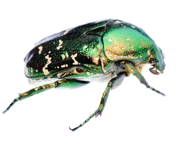 Inseto de besouro verde — Fotografia de Stock