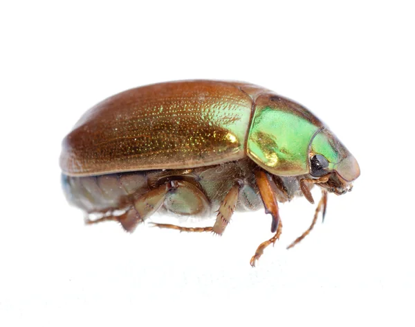 Κανθάρου scarab εντόμων — Φωτογραφία Αρχείου