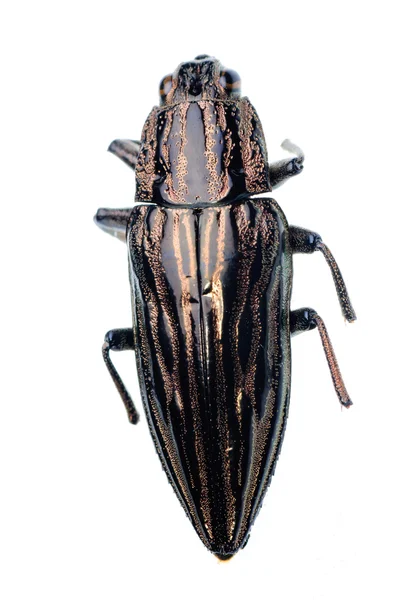 Escarabajo de la joya del insecto — Foto de Stock