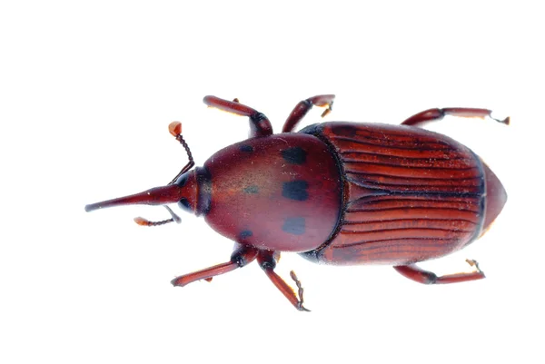 Escarabajo del hocico del picudo del insecto —  Fotos de Stock