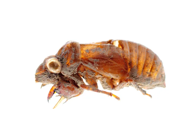 Insekt cicada molt — Stockfoto