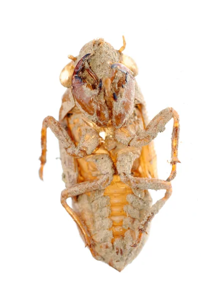 Комаха cicada линьки — стокове фото