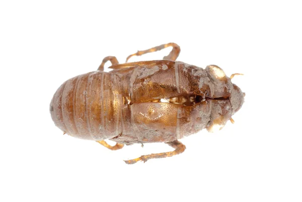 Insecto cicada muda —  Fotos de Stock