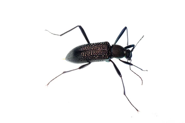 昆虫的甲虫 — 图库照片