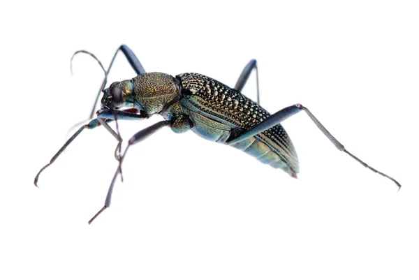 Escarabajo de tierra de insectos — Foto de Stock