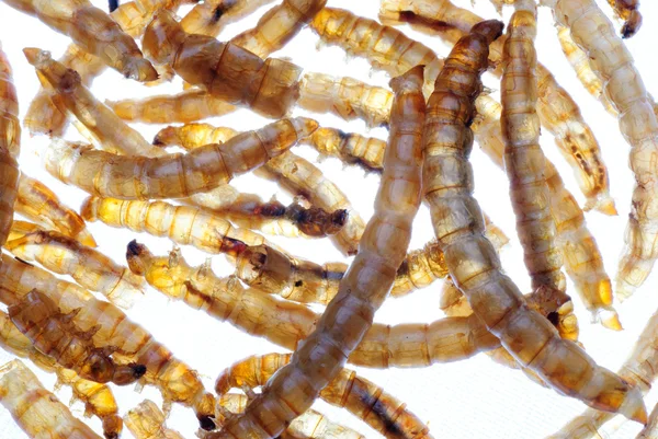 Meal worm — Stock Photo, Image