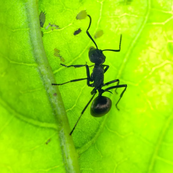 Ant on green leaf — Stock Photo, Image