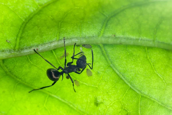 Mrówka na zielonym liściu — Zdjęcie stockowe
