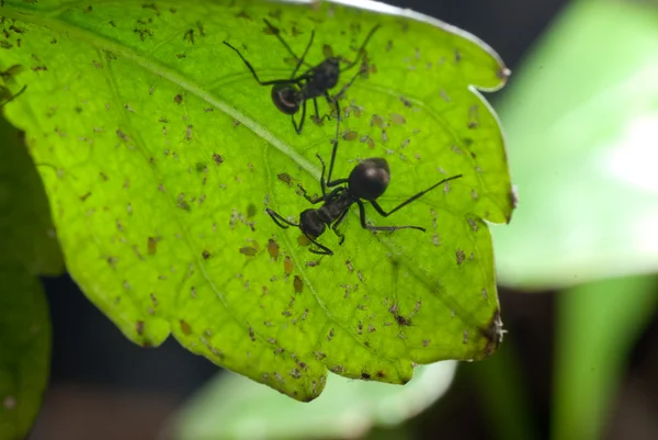 Hormiga sobre hoja verde — Foto de Stock
