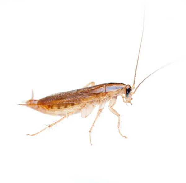 Cucaracha aislada — Foto de Stock