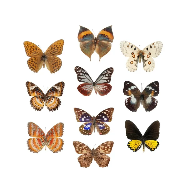 Conjunto de borboletas — Fotografia de Stock