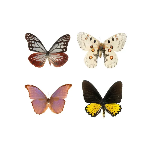 Conjunto mariposa —  Fotos de Stock